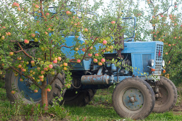 Harvesting of apples in the orchard. Trees with ripe apples and a tractor. Rustic style, selective focus.