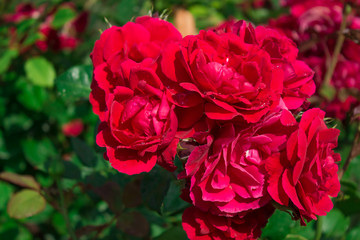 Цветущая в саду роза Фламментанц