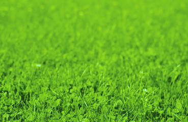 Fresh grass field