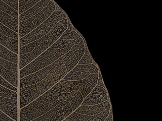 Close up image of Old and ruined dried Bodhi leaf on black background. Fetish of Buddhist
