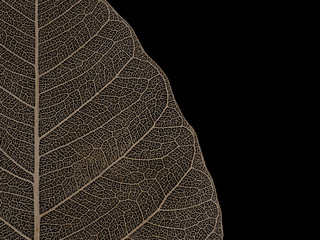 Close up image of Old and ruined dried Bodhi leaf on black background. Fetish of Buddhist