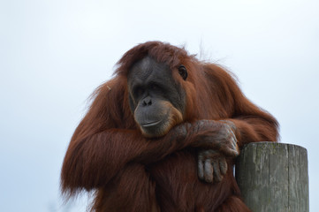 Orangutan