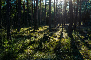 Obraz premium Sparks & Shadows