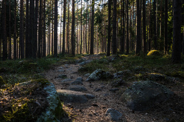 Finnish forest
