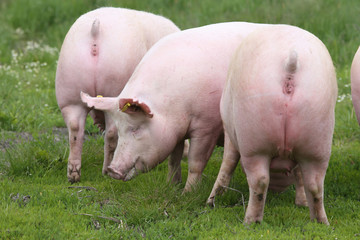 Fototapeta na wymiar Sow pigs graze on summer pasture