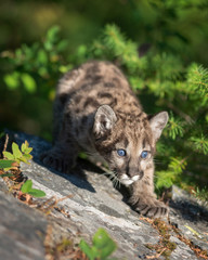 Mountain lion cub descending on rocky surface in the forest