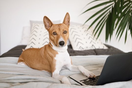 Serious busy basenji dog lays on bed in room with laptop computer and looks in camera while typing something on keyboard or working at home.