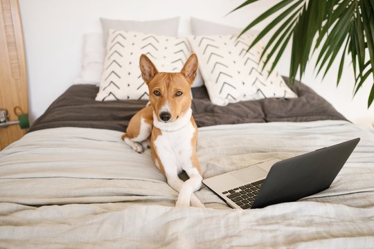Serious sleepy basenji dog lays on cozy bed with pillows in bedroom next to his laptop computer and looks in camera tired of work.