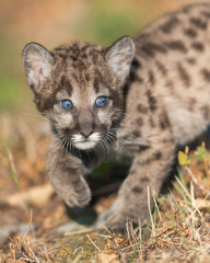 Cute femaile mountain lion cub in dry grass
