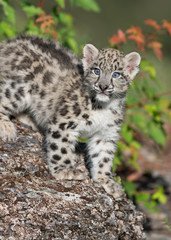 Snow Leopard Kitten on rocky surface in the woods