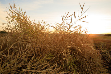 Fototapeta premium harvest cole on farmland with sunset sky