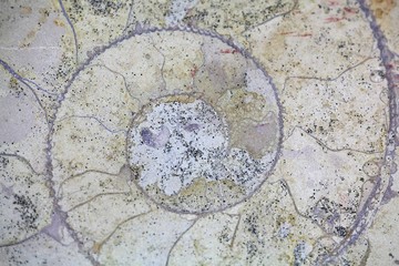 Fototapeta na wymiar Section through an ammonite