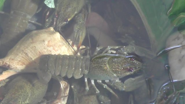 River Crayfish swim in the Lake