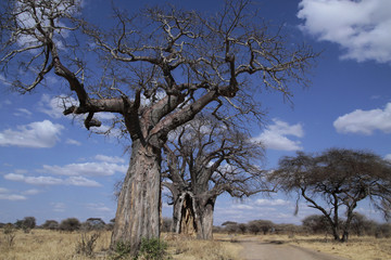 Alte  Baobab Bäume, Tansania, Ostafrika