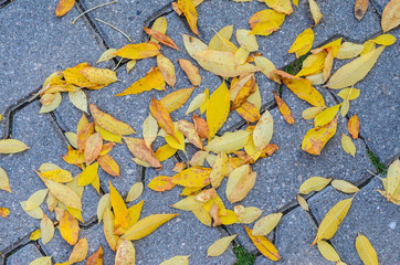 Obraz premium Yellow Fallen Autumn Leaves on the on the Sidewalk Paved with Gray Concrete Paving Stones Top View. Autumn Approach, Season Change Concept