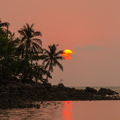 Palm trees silhouette at the sunset, Thailand
