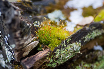 Moss on a rotten tree