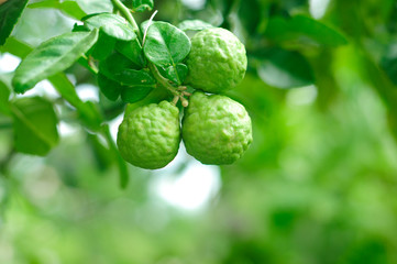 Kaffir Lime tree