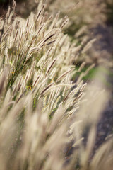 landscpe of reeds grass background