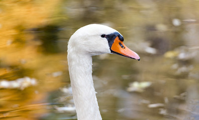 Obraz premium Autumn pond with a white swan
