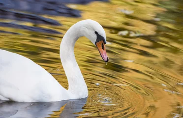 Crédence en verre imprimé Cygne Autumn pond with a white swan