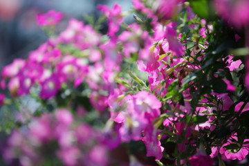 Obraz premium close up of pink petunia flower as background.