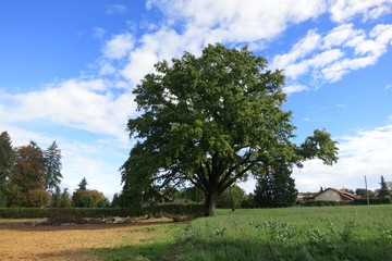 Oak tree near Leman Lake, french alps.