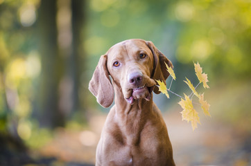 Hungarian hound dog with autumn leaves in his mouth