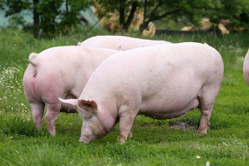 Herd of pigs grazing at bio eco animal farm