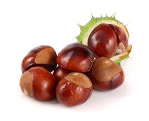 chestnut isolated on white background closeup