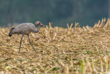 Juveniler Graukranich (grus grus)