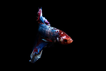 betta fish, siamese fighting fish in thailand isolated on black background