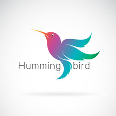 Vector of a hummingbird design on a white background. Animals.