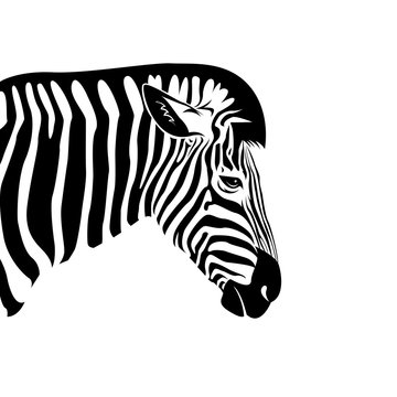 Vector of an Zebra head on a white background. Wild Animals.