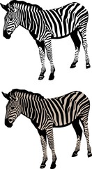 Fototapeta na wymiar zebra vector illustration
