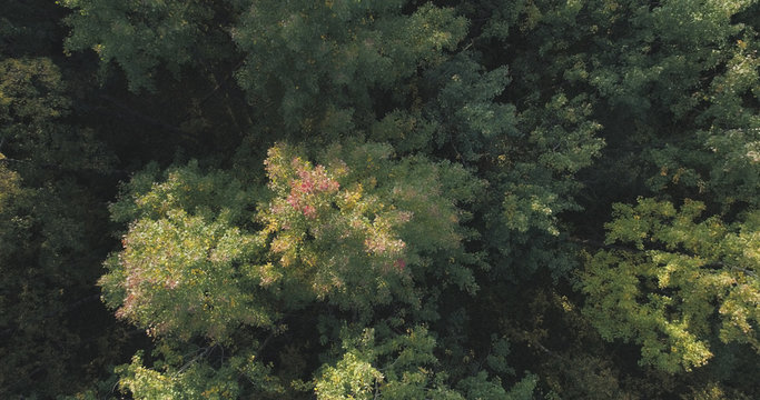Aerial top view of autumn trees in wild park in september © GCapture