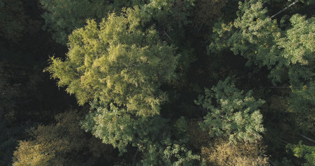 Aerial top view of autumn trees in forest in september