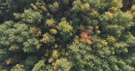 Aerial top view of autumn trees in forest in september