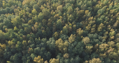 Aerial view of autumn trees in forest in september