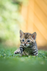 Bengal Kitten on Lawn