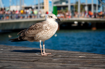 Seagull