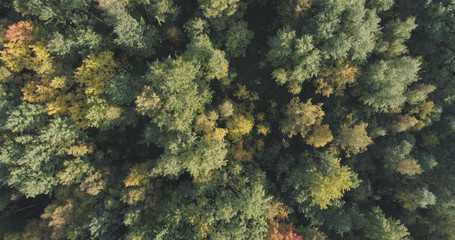 Aerial top view of autumn trees in forest in september