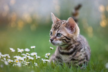 Naklejka na ściany i meble Bengal Kitten on Lawn