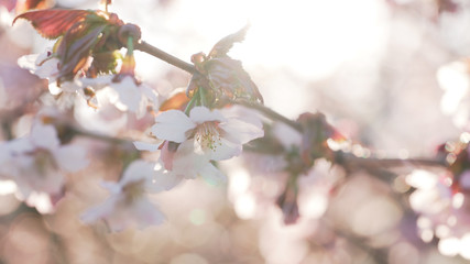 beautiful sakura cherry tree blossom