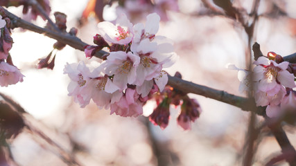 beautiful sakura cherry tree blossom