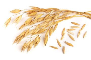 oat spike with grains isolated on white background
