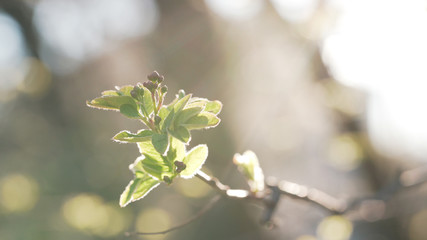 Handheld shot of spring buds and leaves in sunny morning closeup