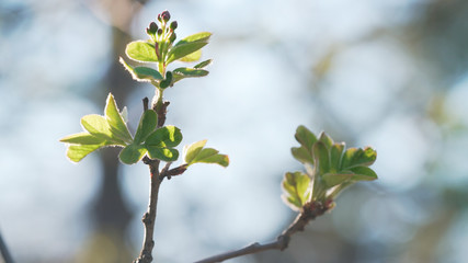 Handheld shot of spring buds and leaves in sunny morning closeup