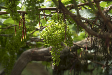 Naklejka na ściany i meble Grapes on the vine in a greenhouse.
