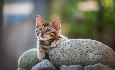 Bengal Kitten lying on Rock, outdoor